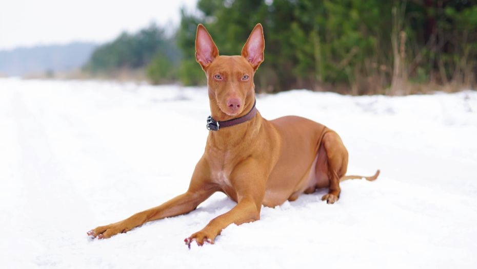 Ancient Egypt The Egyptian Pharaoh Hound Pharaoh Ancient Egyptian