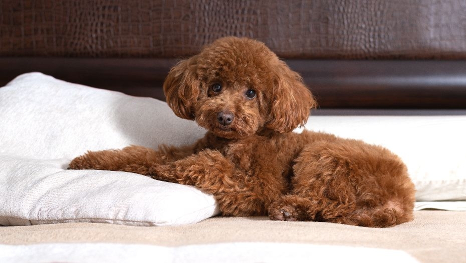 Toy Poodle Dog Breed Information Purina