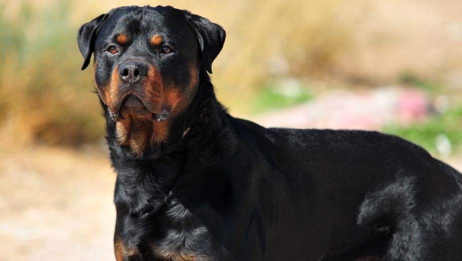 Rottweiler Dog Breed Information Purina