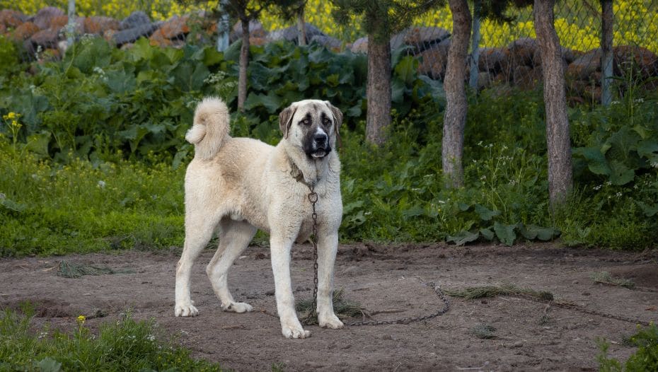 Kurdish Turkish Anatolian Shepherd Dogs Kangal Size