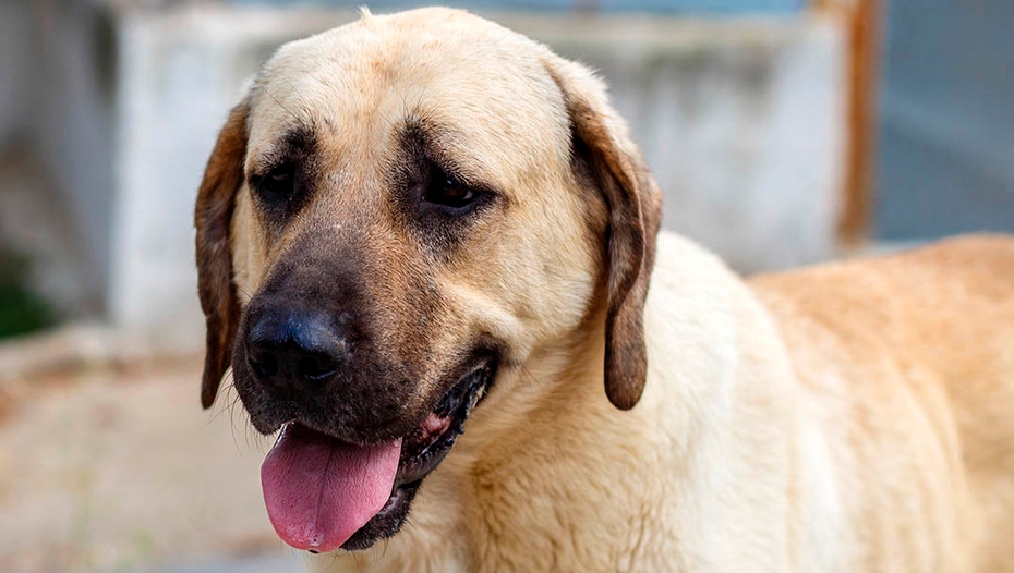 Are Kangals Good With Other Dogs