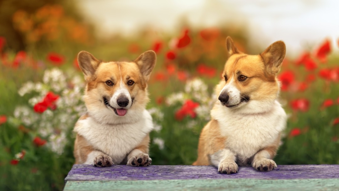 what causes dwarfism in dogs