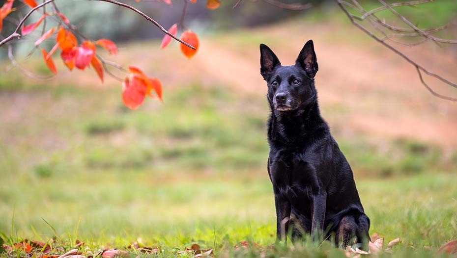 Kelpie Dog Breed Information | Purina