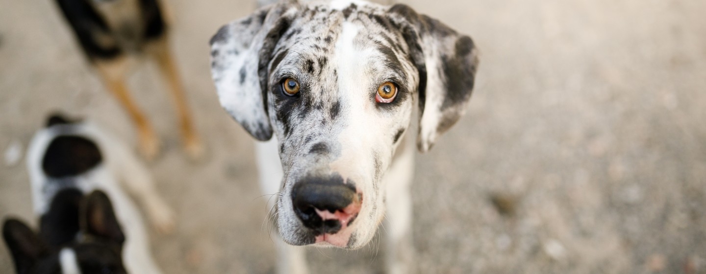 How Long Does Dog Hair Take to Grow Back? Discover the Surprising Answer!