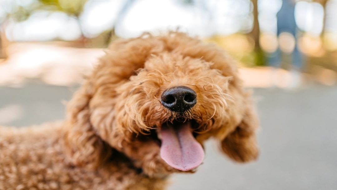 labradoodle sticking tongue out