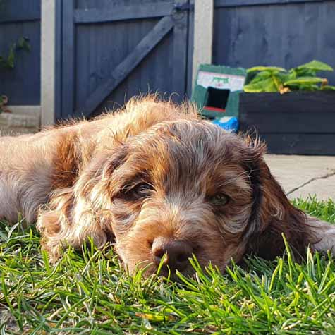 Cockapoo