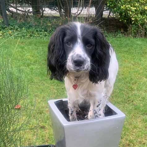 Cocker Spaniel