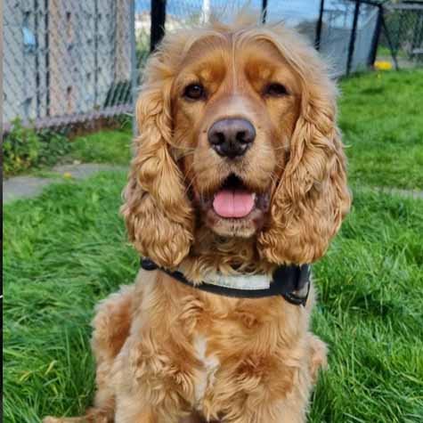 Cocker Spaniel