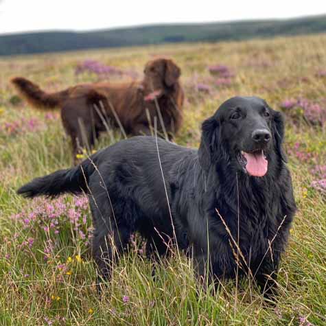 Flatcoated Retriever