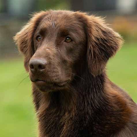 Flatcoated Retriever