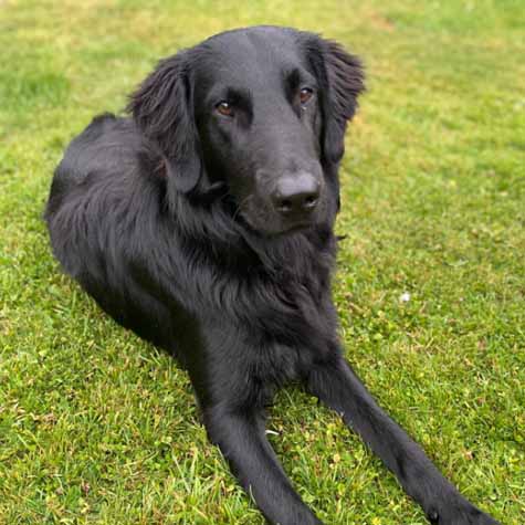 flatcoated retriever