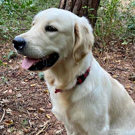 Golden Retriever