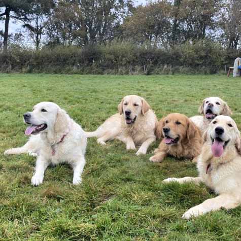 Golden Retriever