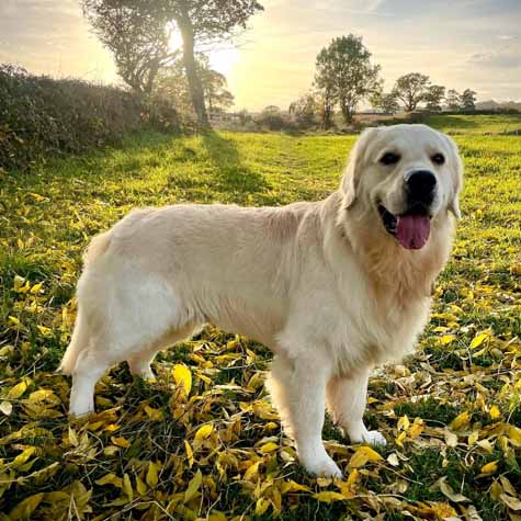 Golden Retriever