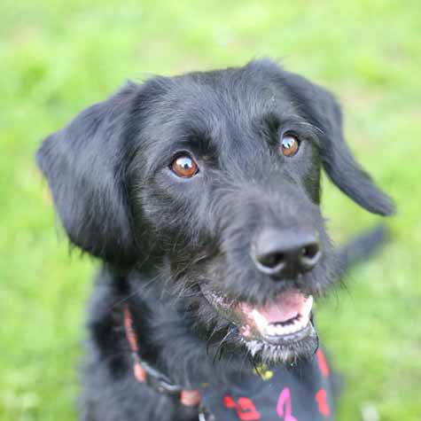 Labradoodle