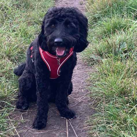 Black labradoodle 2025