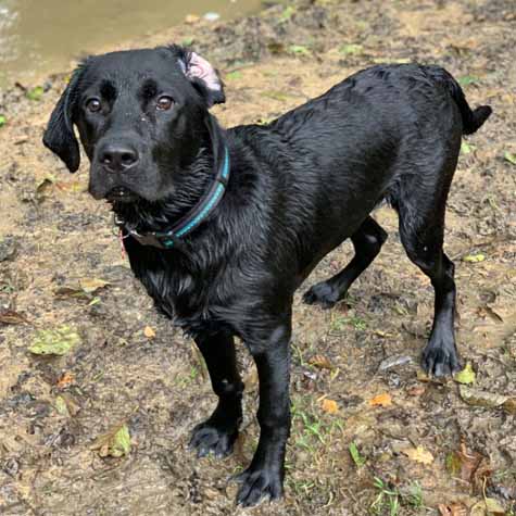 labrador retriever