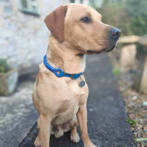 labrador retriever