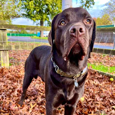 labrador retriever