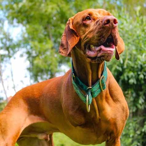 Hungarian Vizsla