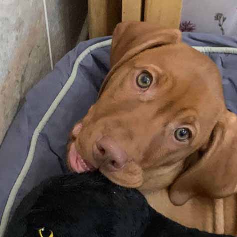 Hungarian Vizsla