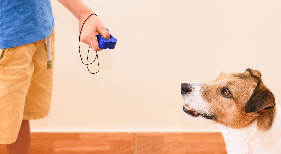 8 Best Dog Training Clickers of 2023