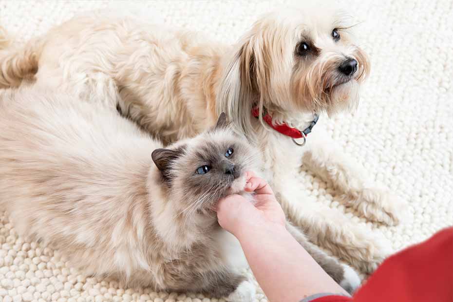 dog and cat laying together