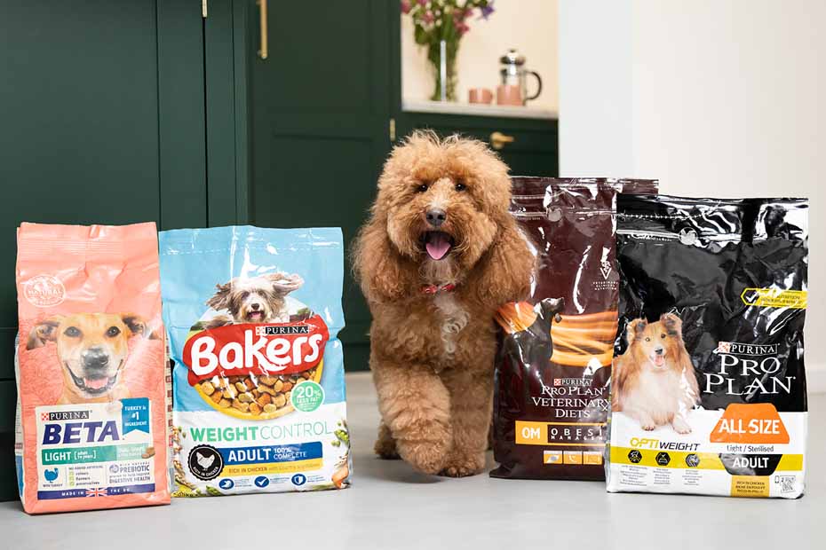 dog sitting with bags of food