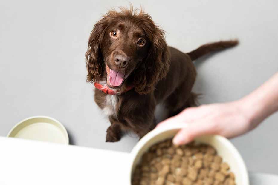 dog being served food