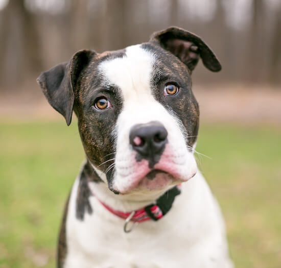 American Bulldog Dog Breed Information | Purina