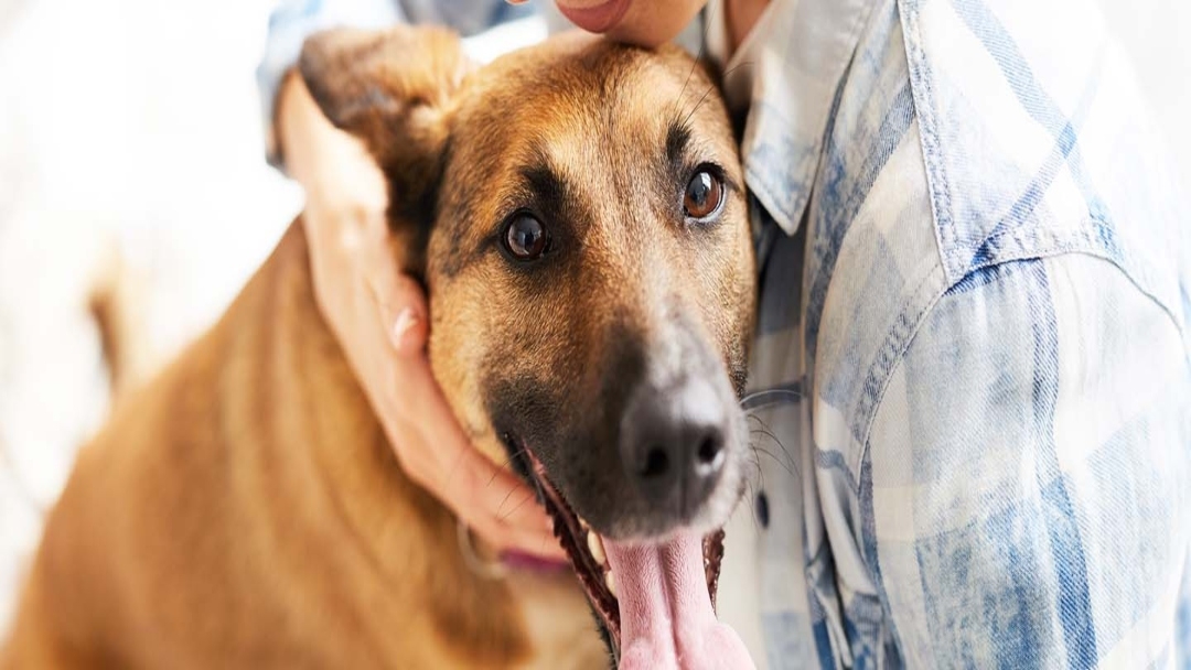 man hugging dog