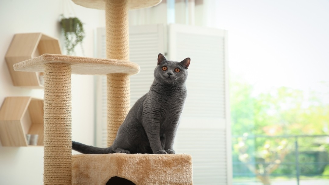 cat sitting on cat tree 