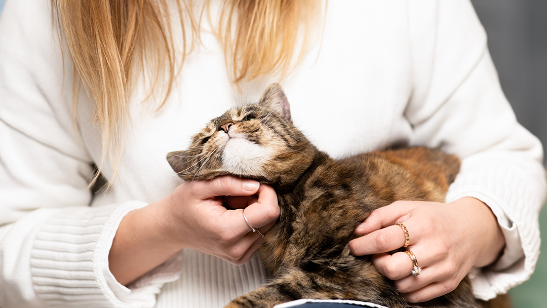 Tabby cat having chin scratched in woman's lap