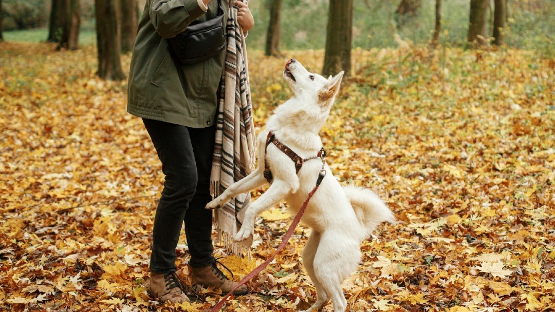 Puppy jumping up