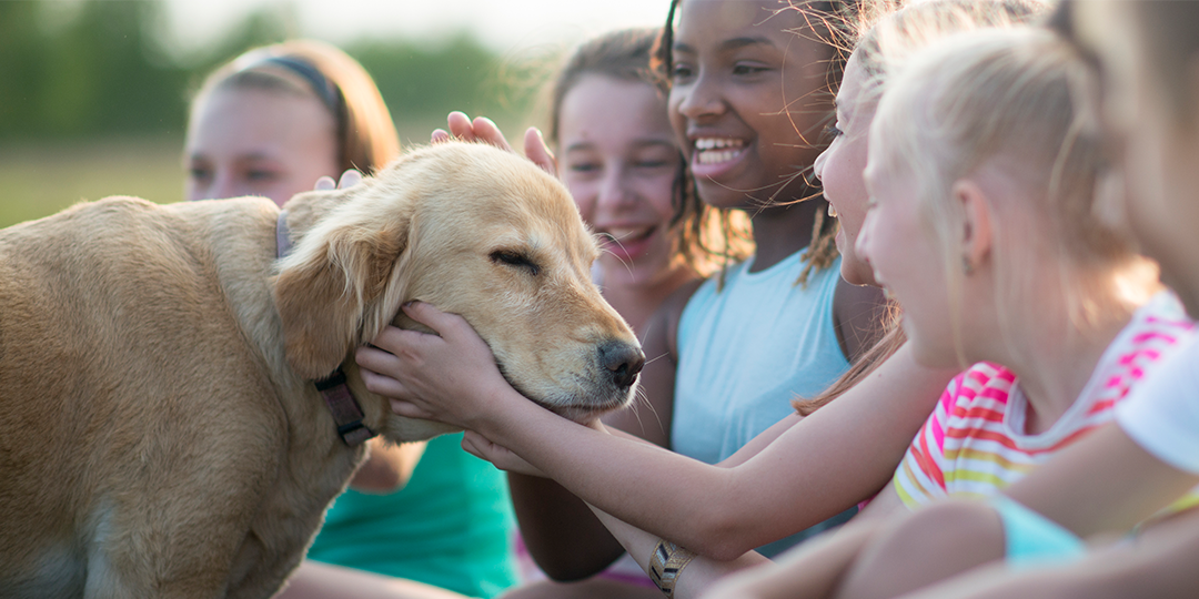 Labrador being petted by group of children outside