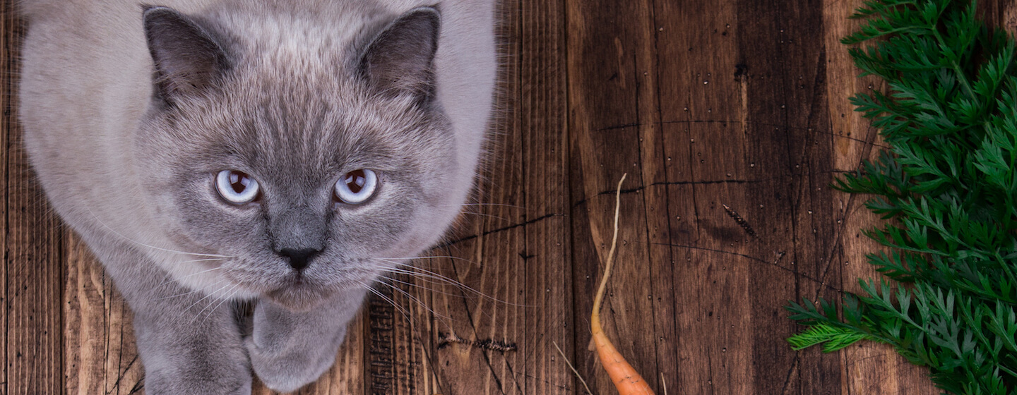 Cat and carrots Hero