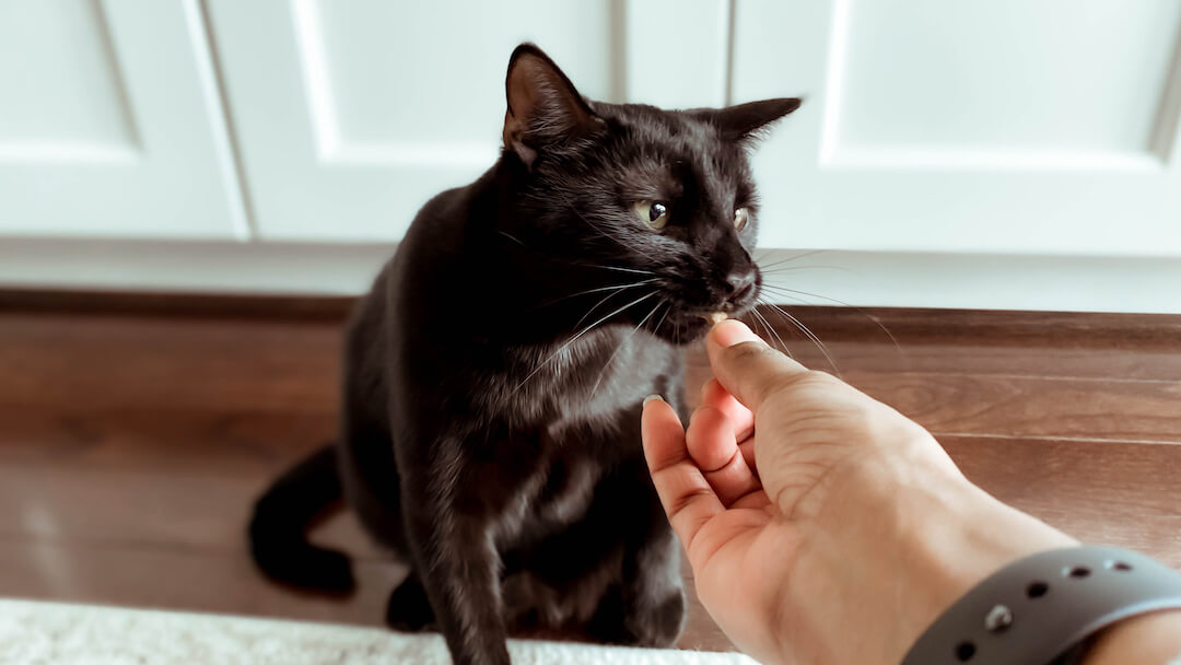 Owner feeding cat