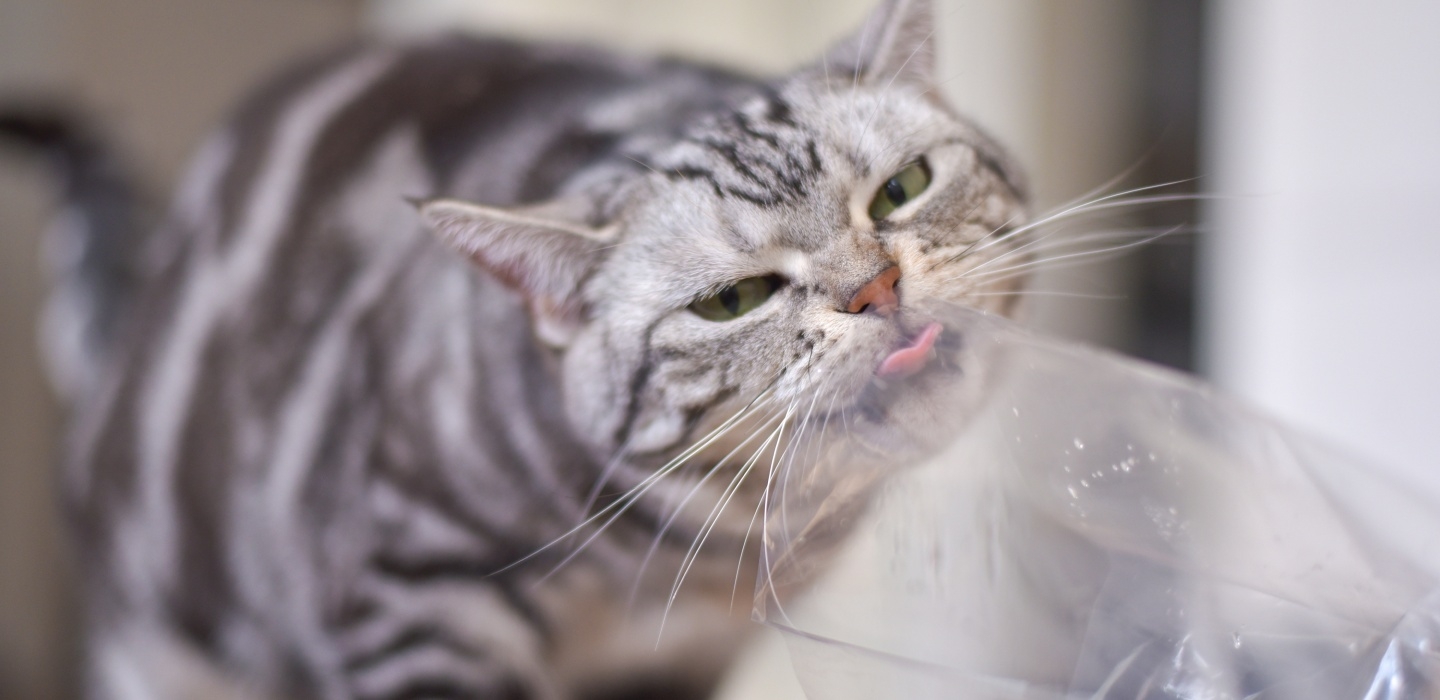 Cat licking plastic 