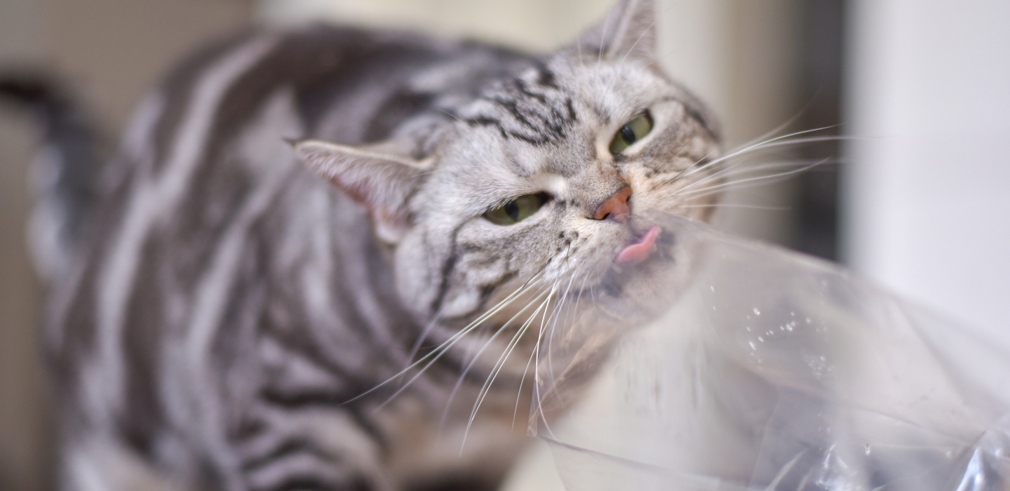 cat licking plastic