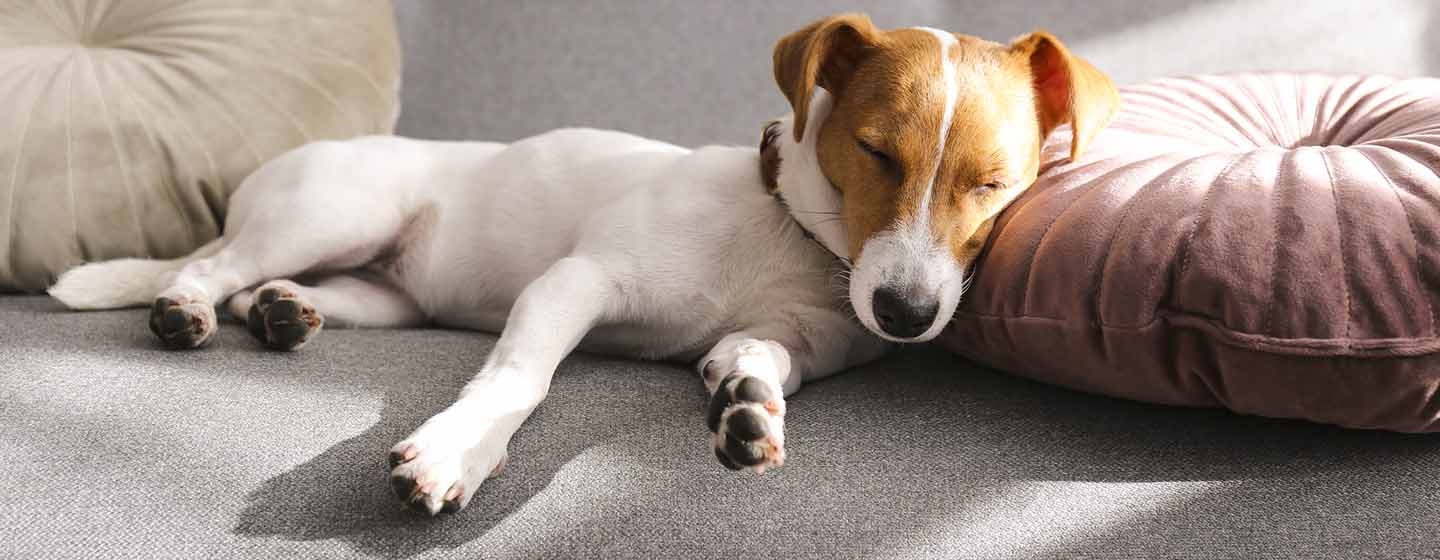 dog sleeping with head propped up