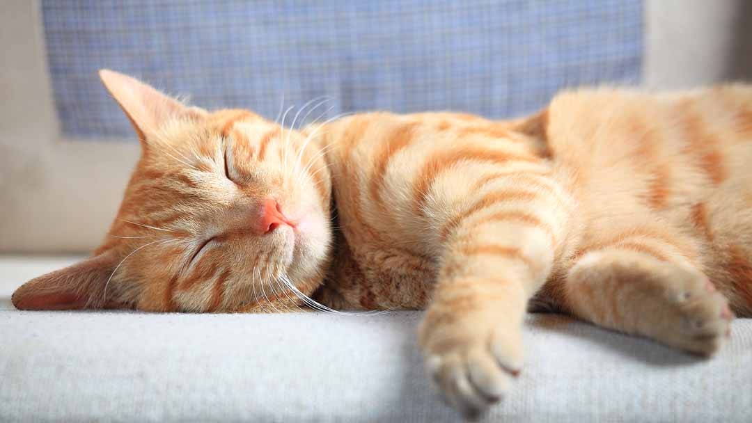 cute ginger cat sleeping on sofa