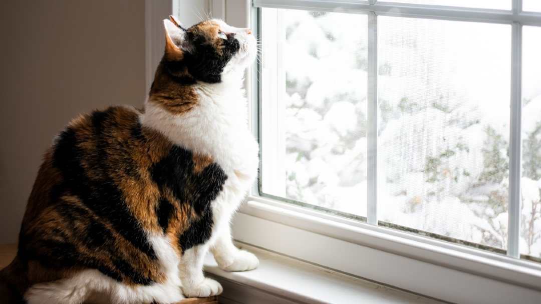 cat sitting by window