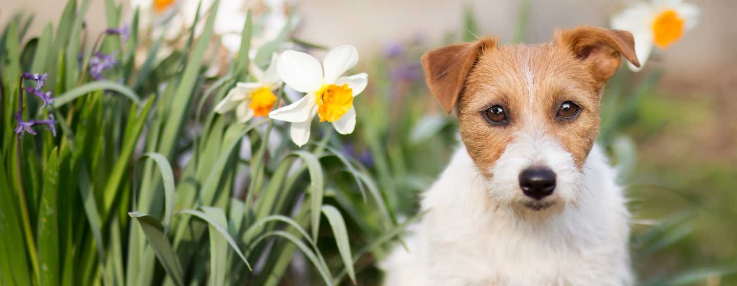 Are daffodils poisonous to dogs