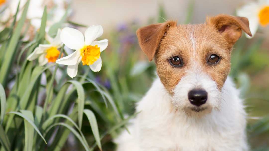 Are daffodils poisonous to dogs
