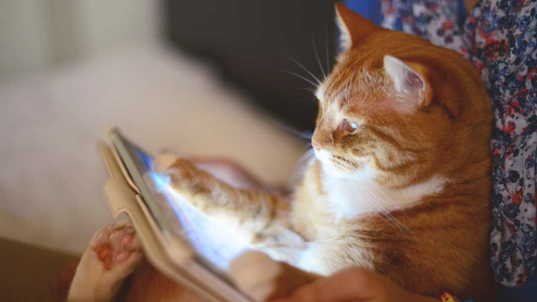 best cat apps