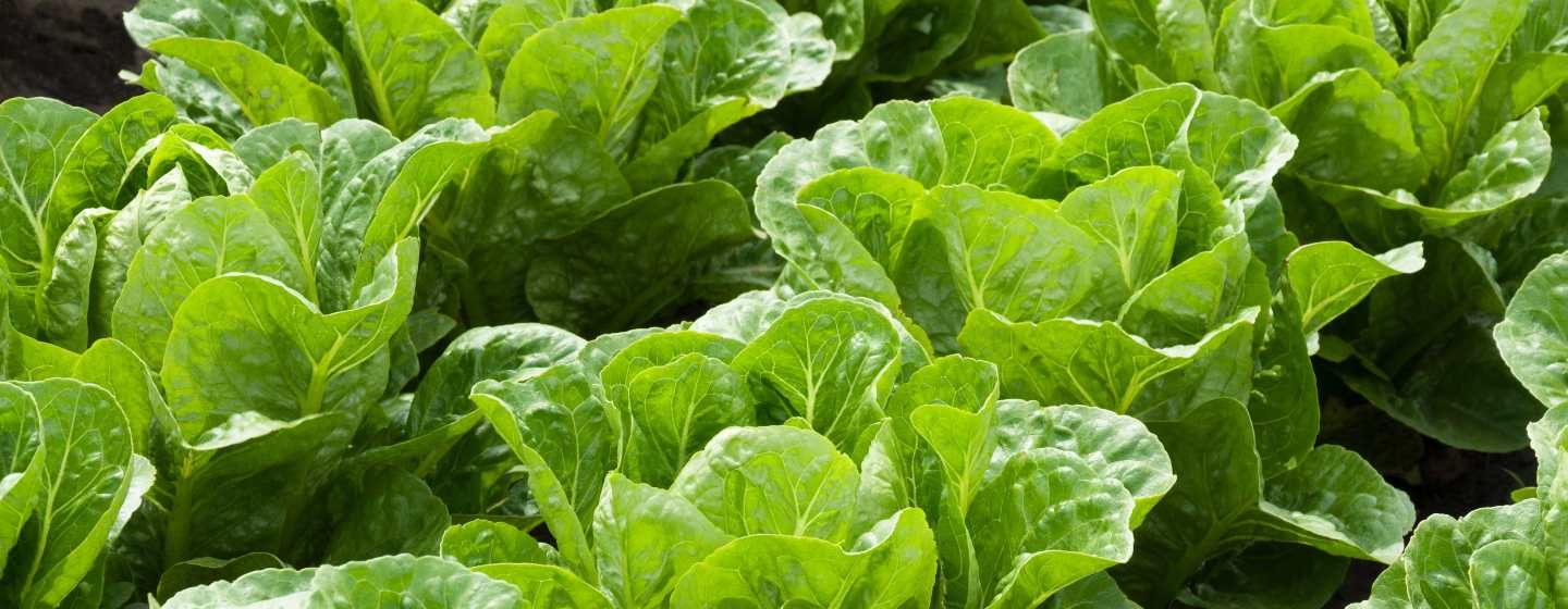 Curated visual reference: Curated Good For Dogs Fresh Leaf Lettuce Gallery View 47