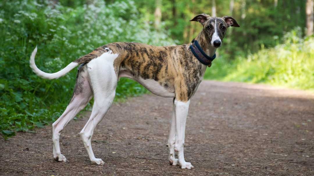 Greyhound in wooded area 
