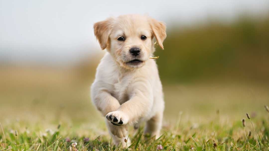 Labrador puppy running through field 
