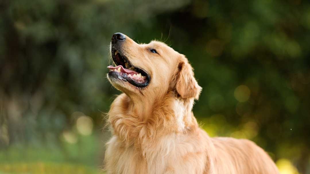 Labrador Retriever outside 