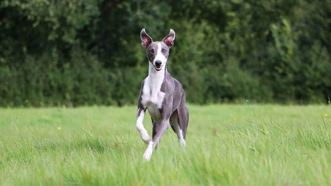 Whippet running through grass